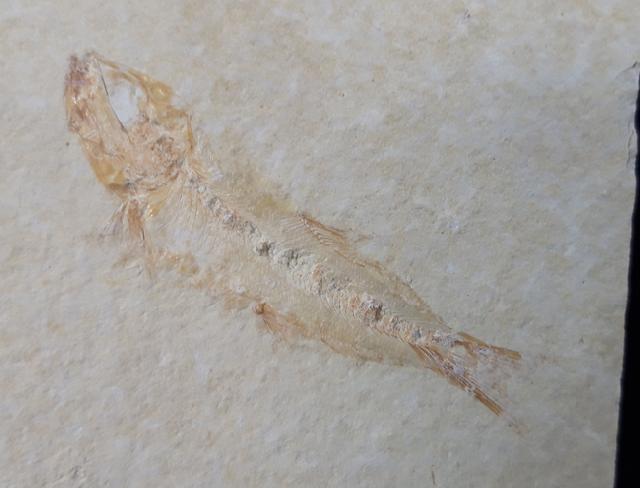 Ascalabos voithii MUENSTER 1839 - Bild &copy; FossNet FossilienStore